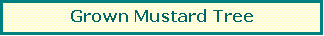 Text Box: Grown Mustard Tree