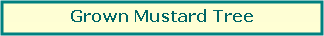 Text Box: Grown Mustard Tree