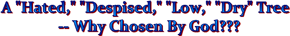 A "Hated," "Despised," "Low," "Dry" Tree 
 -- Why Chosen By God???